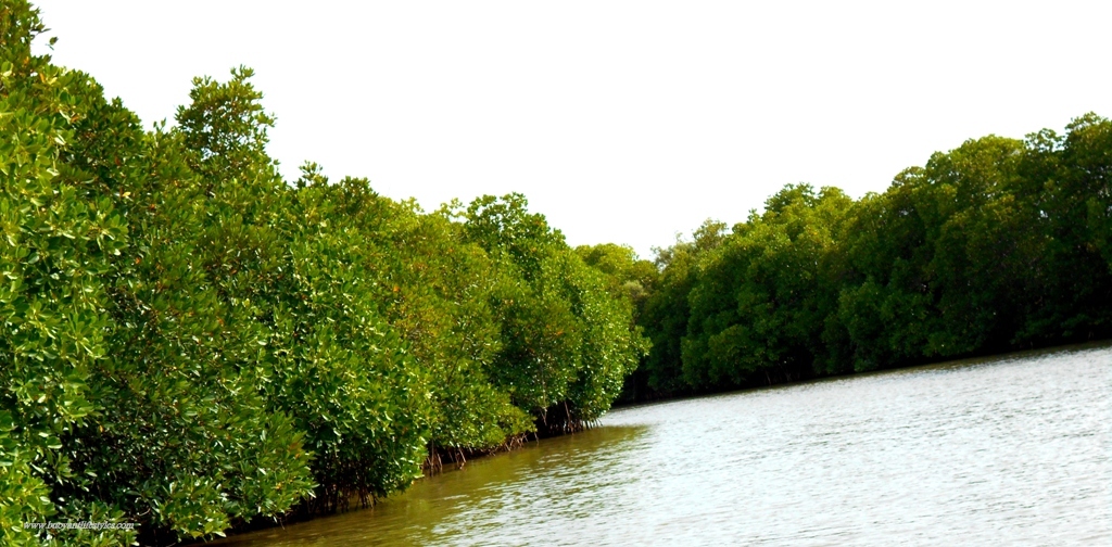 All you need to know about Pichavaram Mangrove Forest