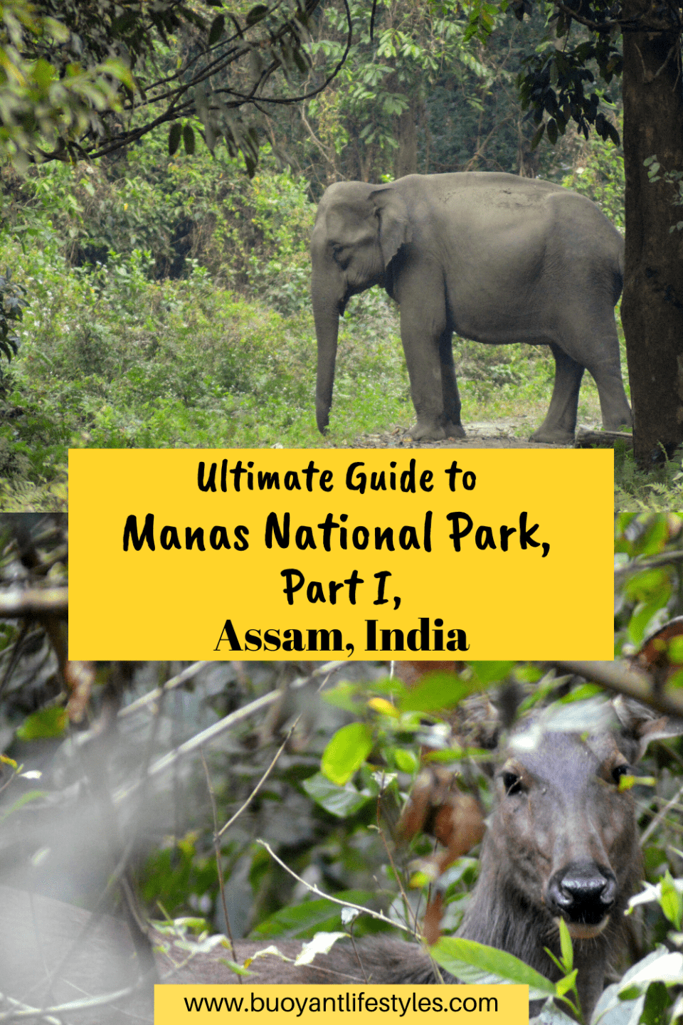 #manasnationalpark #assam #rhino #india #awesomeassam