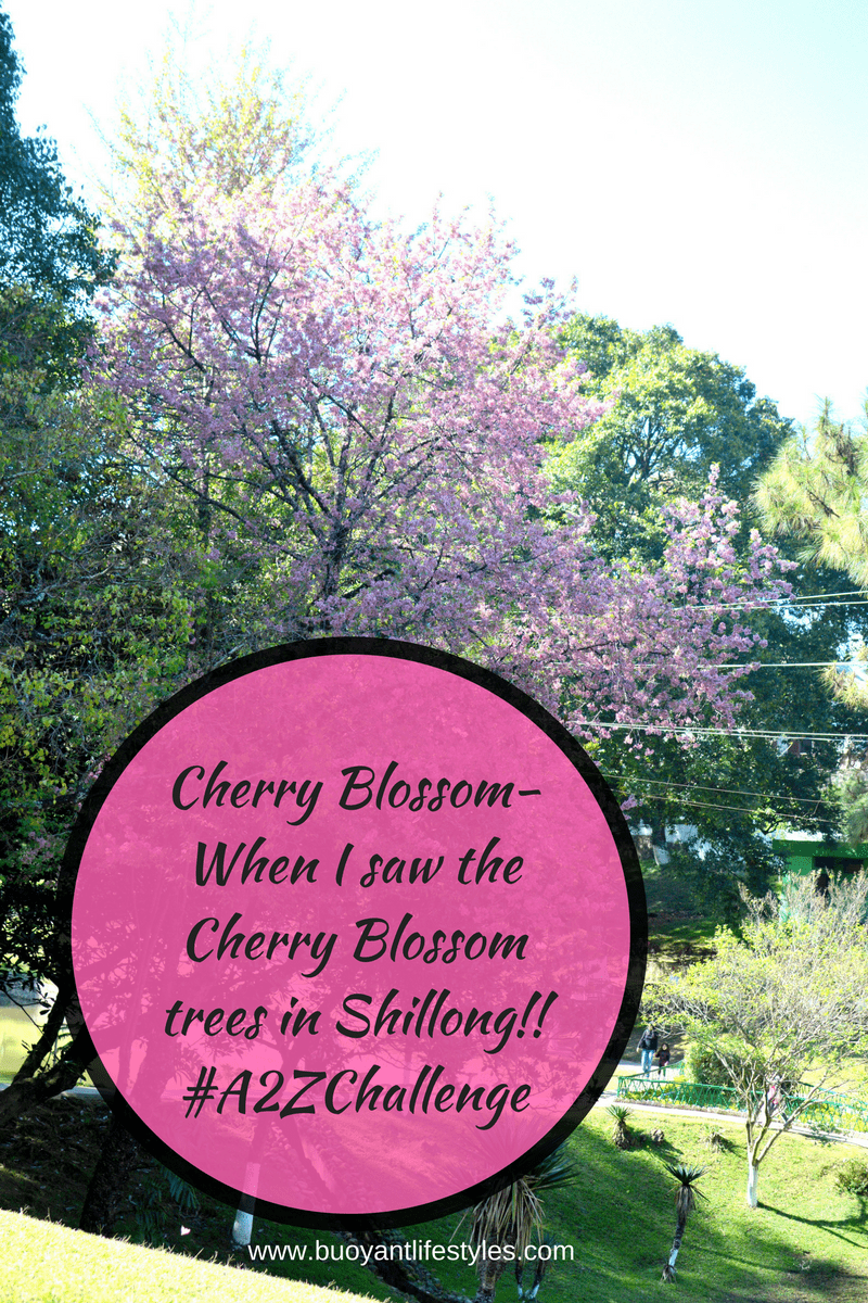 #cherryblossom #shillong #meghalaya #travelblogger