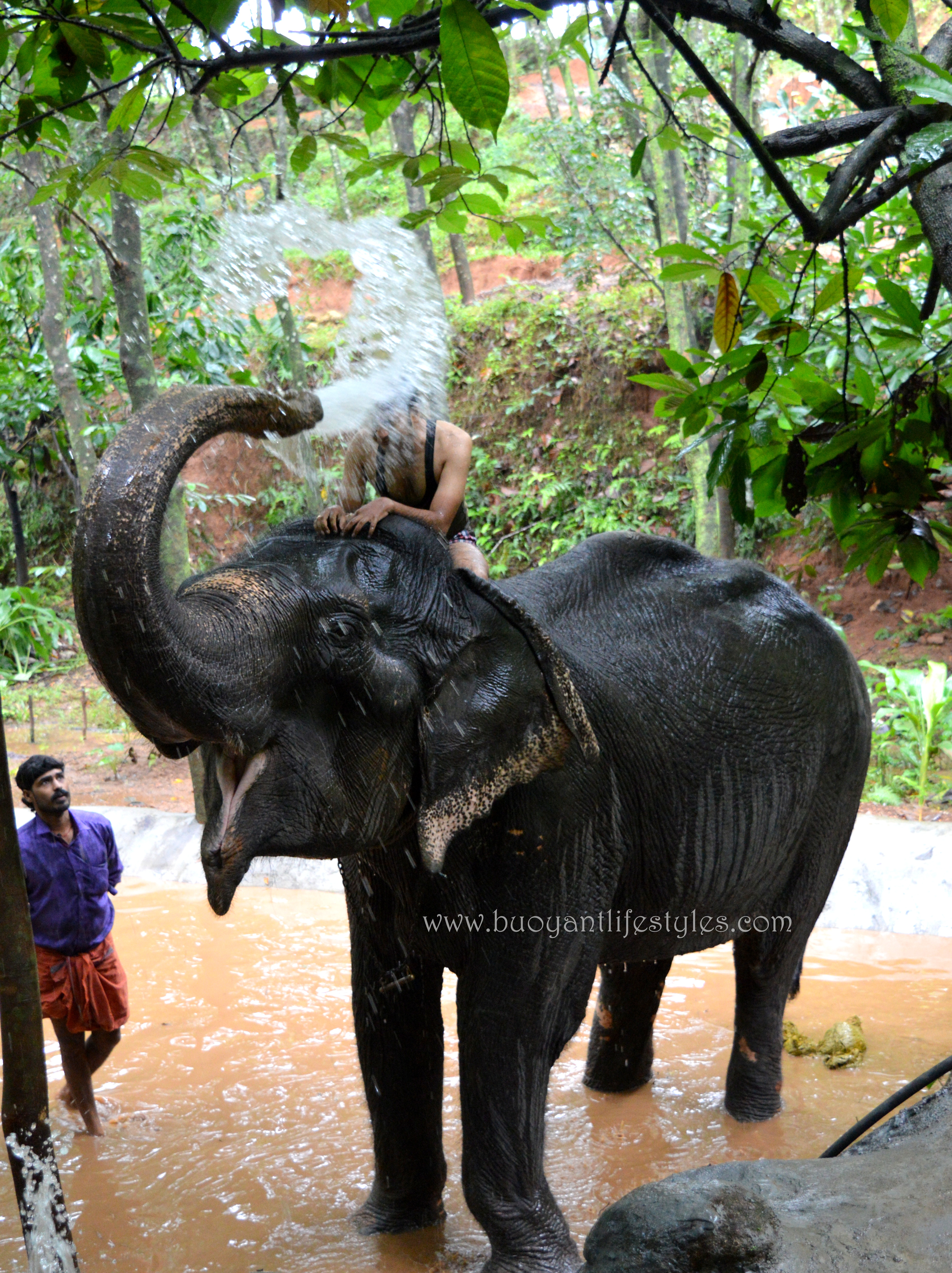 #elephantshower #kerela #munnar 