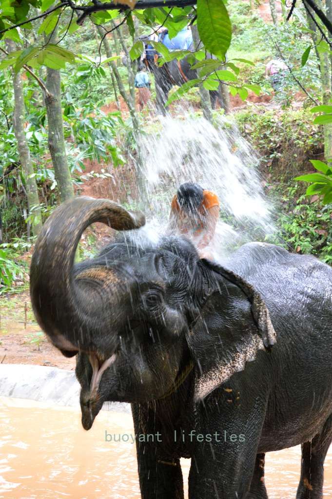 #elephantshower #kerela #munnar 