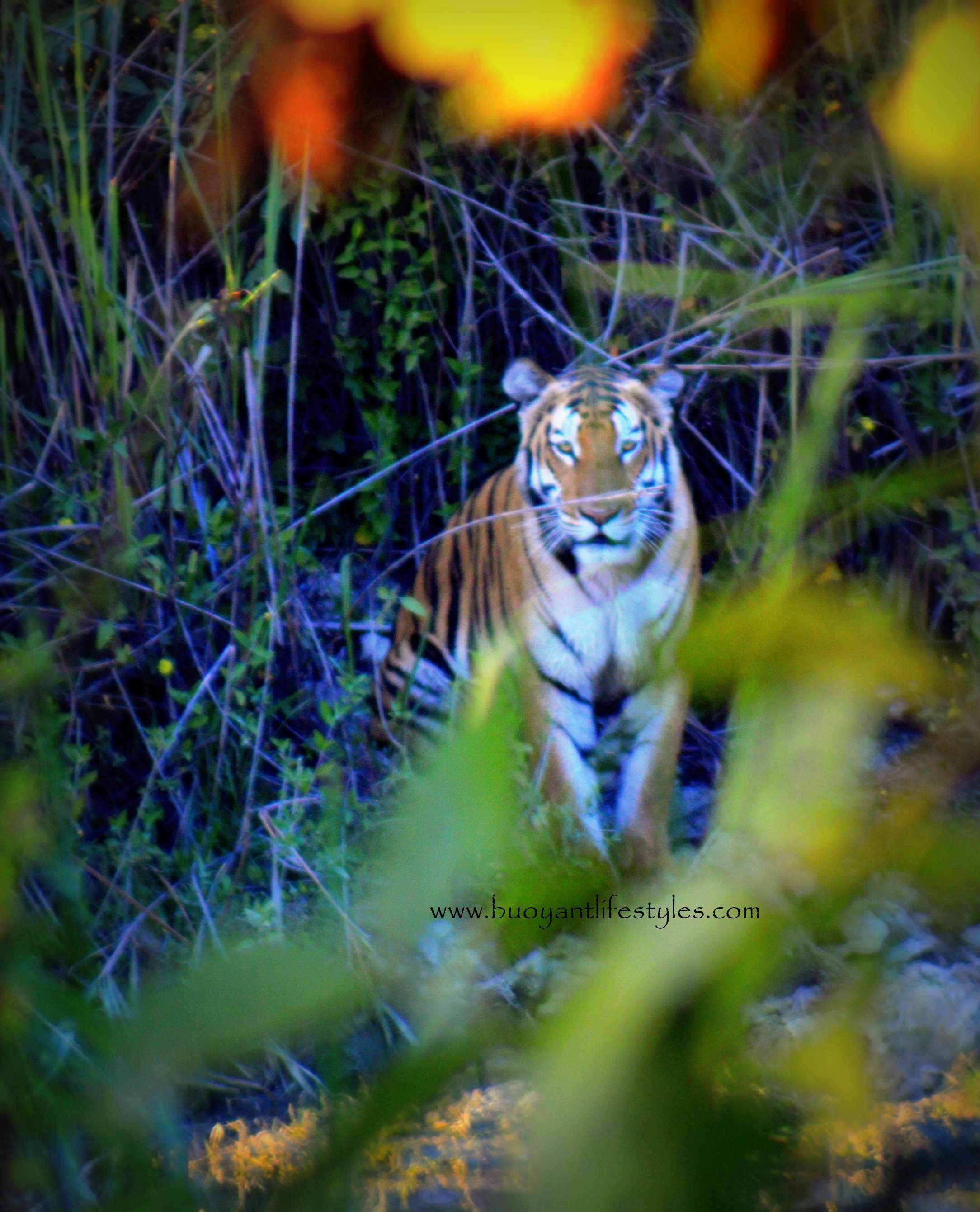 #kaziranganationalpark #assam #nationalpark #northeast #awesomeassam