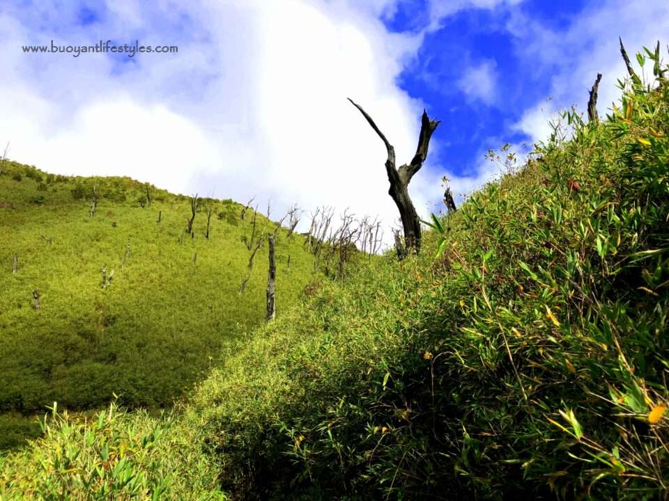 #dzukouvalleytrek #dzukouvalley #nagaland #india #northeastindia #northeast