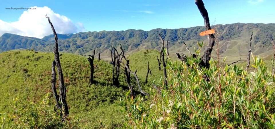 #dzukouvalleytrek #dzukouvalley #nagaland #india #northeastindia #northeast