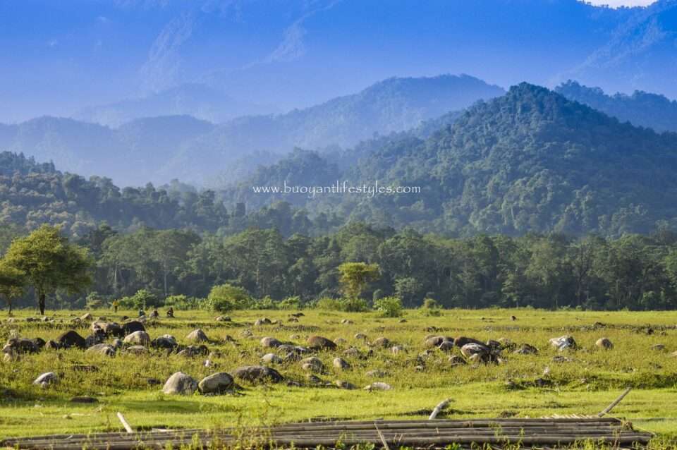 #saralpara #picnicspot #assam #kokrajhar #saralparapicnicspot #saralparainkokrajhar