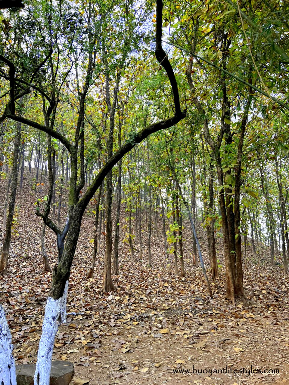 #kakoijanareserveforest #kakoijana #bongaigaon #abhayapuri #assam #wildlifeinassam #goldenlangur