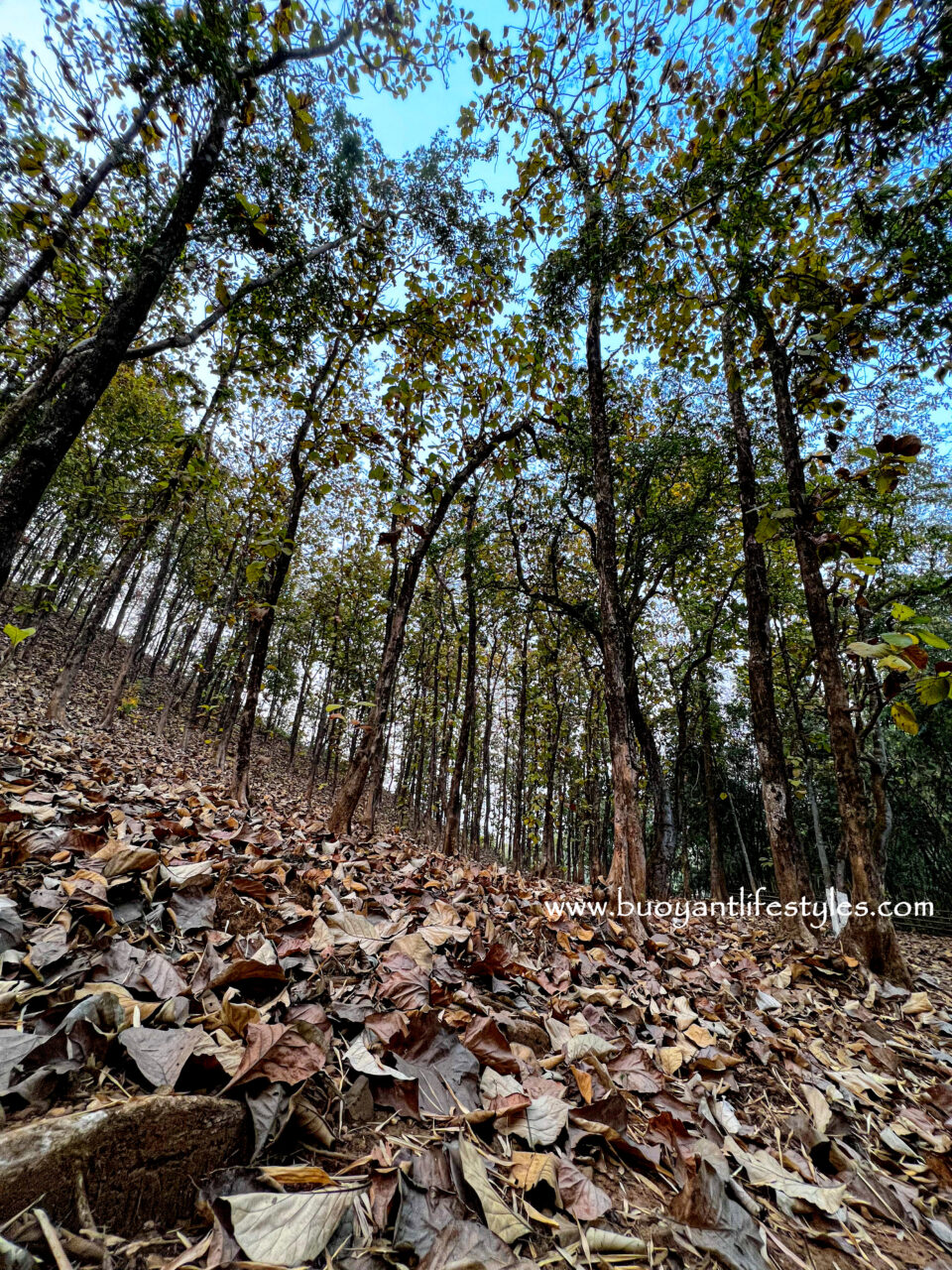 #kakoijanareserveforest #kakoijana #bongaigaon #abhayapuri #assam #wildlifeinassam #goldenlangur