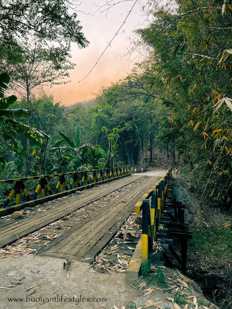 #kakoijanareserveforest #kakoijana #bongaigaon #abhayapuri #assam #wildlifeinassam #goldenlangur