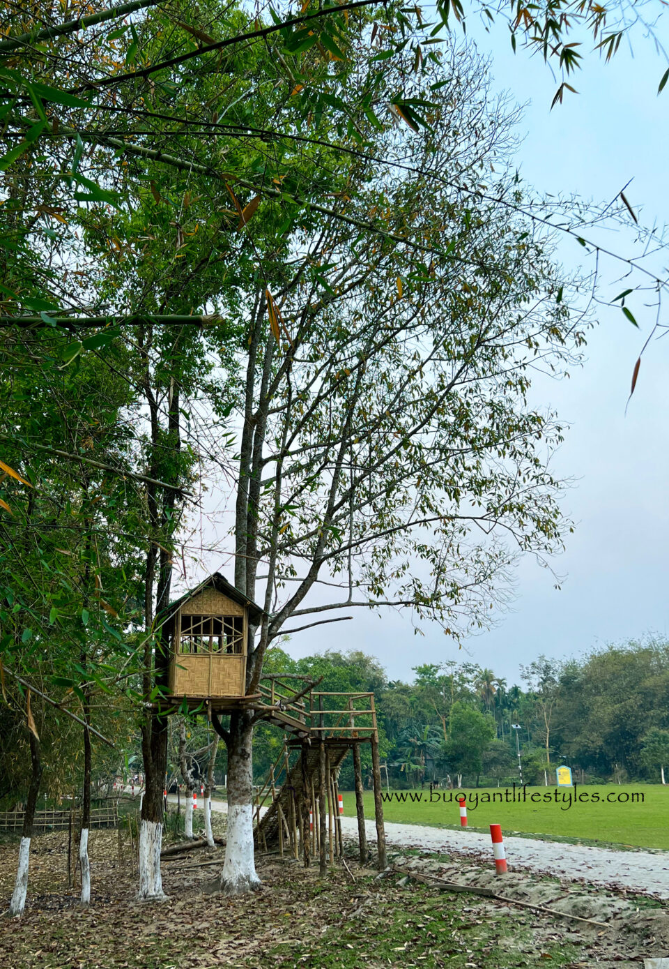 #kakoijanareserveforest #kakoijana #bongaigaon #abhayapuri #assam #wildlifeinassam #goldenlangur