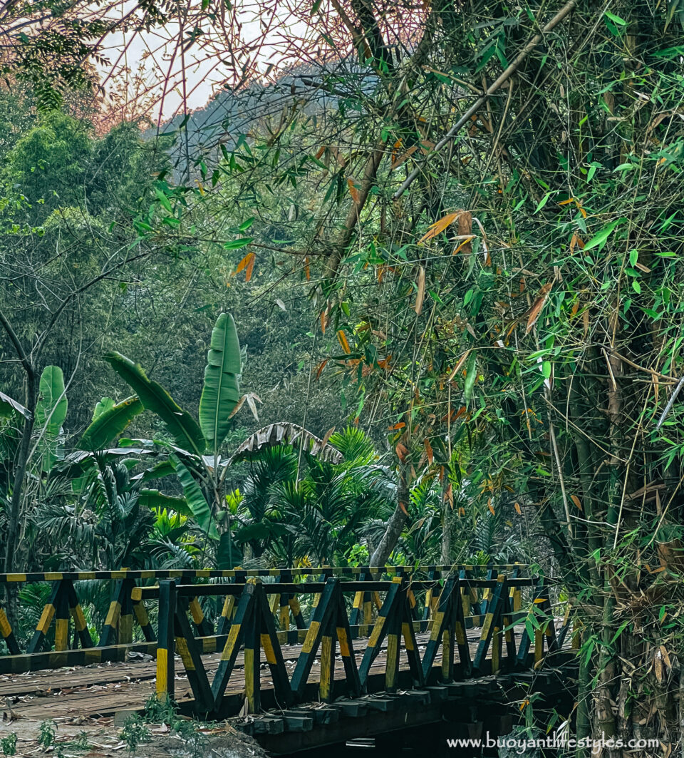 #kakoijanareserveforest #kakoijana #bongaigaon #abhayapuri #assam #wildlifeinassam #goldenlangur