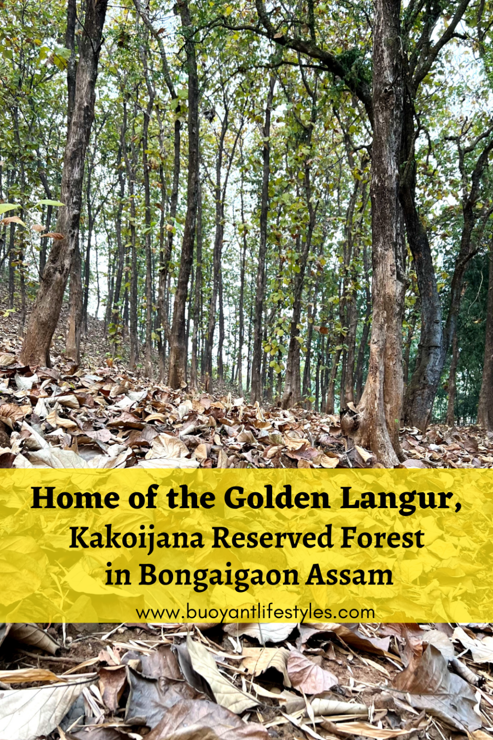 #kakoijanareserveforest #kakoijana #bongaigaon #abhayapuri #assam #wildlifeinassam #goldenlangur