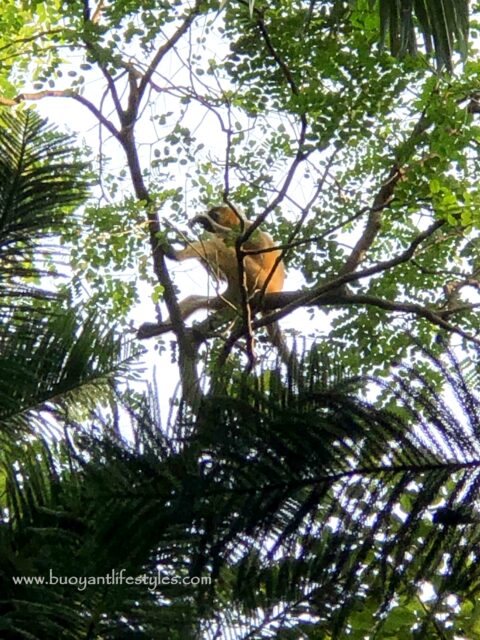 #kakoijanareserveforest #kakoijana #bongaigaon #abhayapuri #assam #wildlifeinassam #goldenlangur