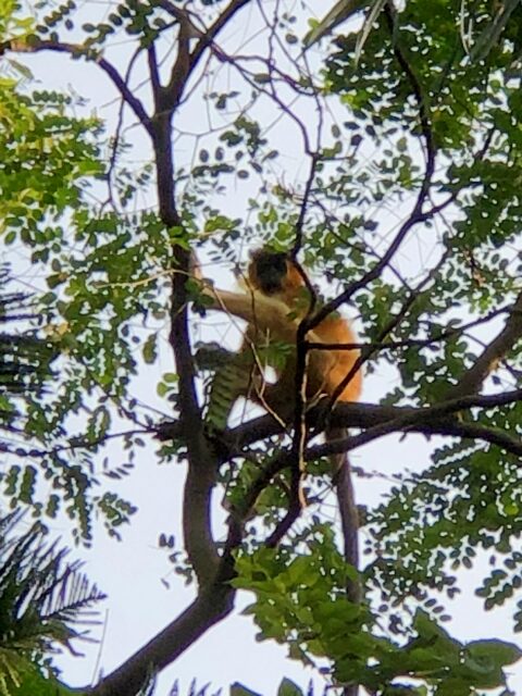 #kakoijanareserveforest #kakoijana #bongaigaon #abhayapuri #assam #wildlifeinassam #goldenlangur