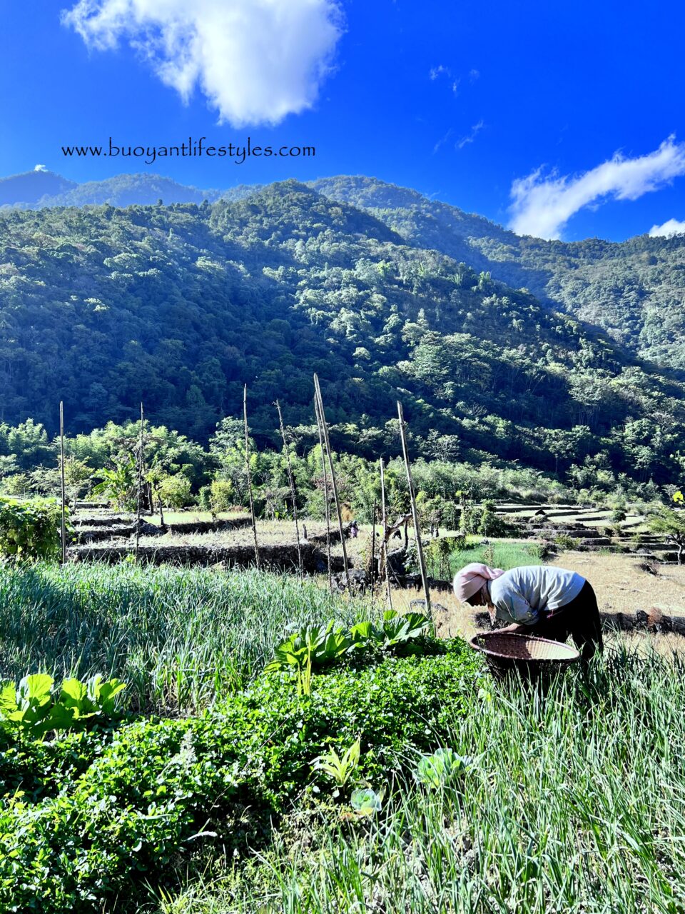 khonomatravelguide + khonoma + Nagaland #khonoma #khonomaguide #khonomatravel