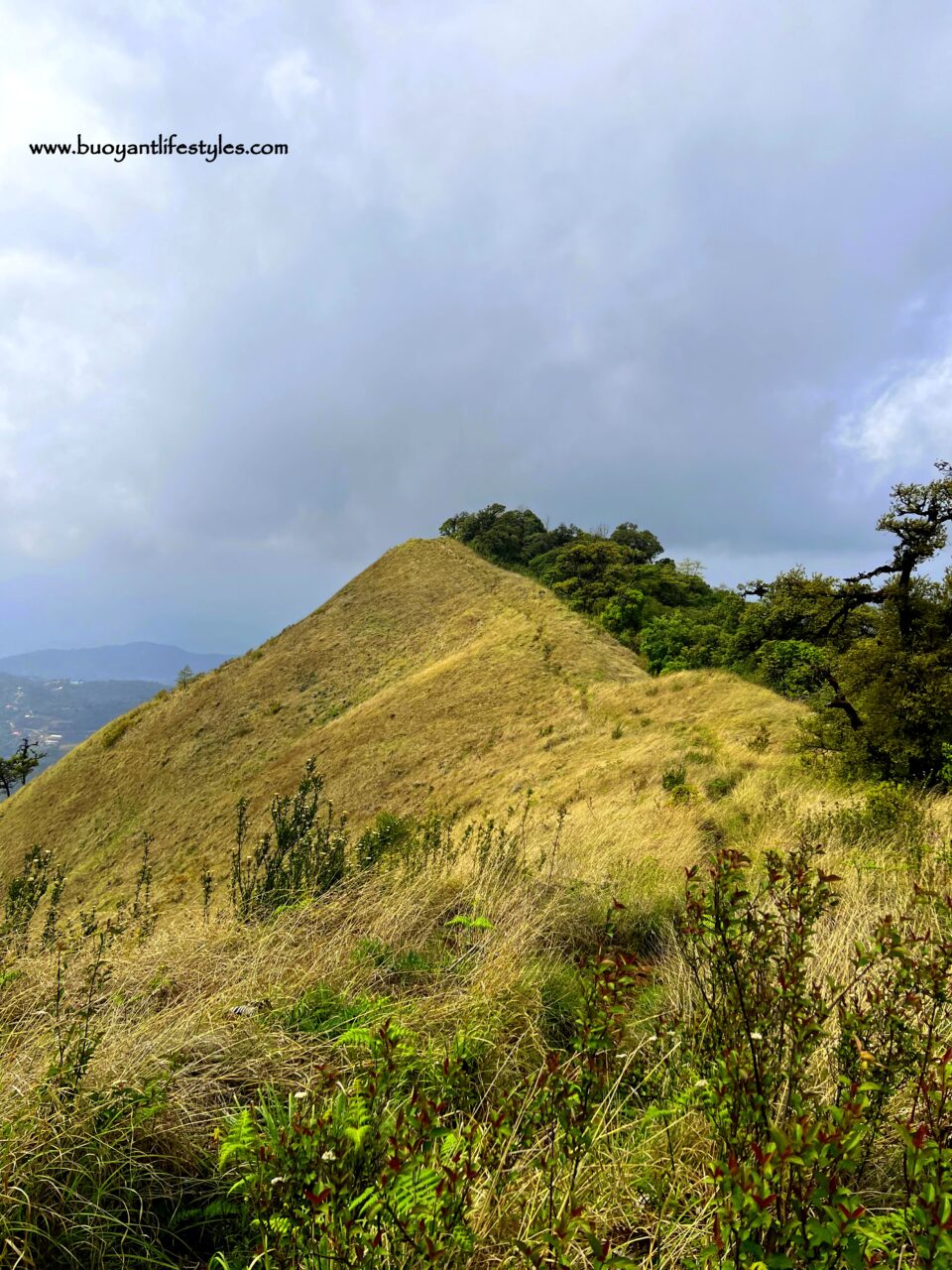 #pinforlater #shiruipeak #shirulily #shiruikashong #ukhrul #manipur + shirui peak trekking