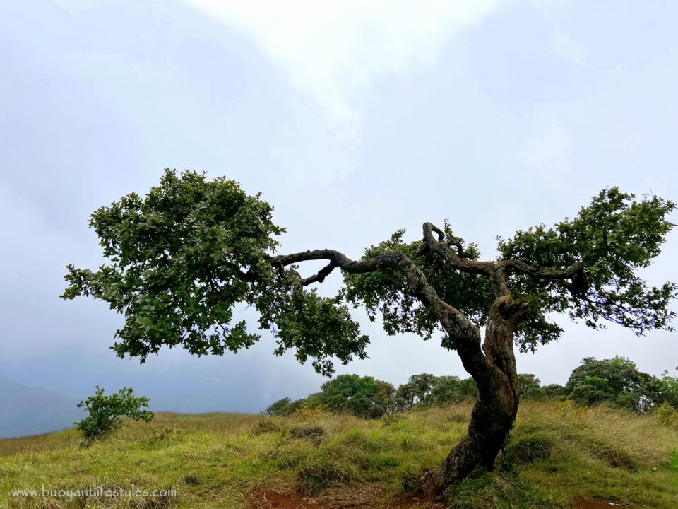 #pinforlater #shiruipeak #shirulily #shiruikashong #ukhrul #manipur + shirui peak trekking