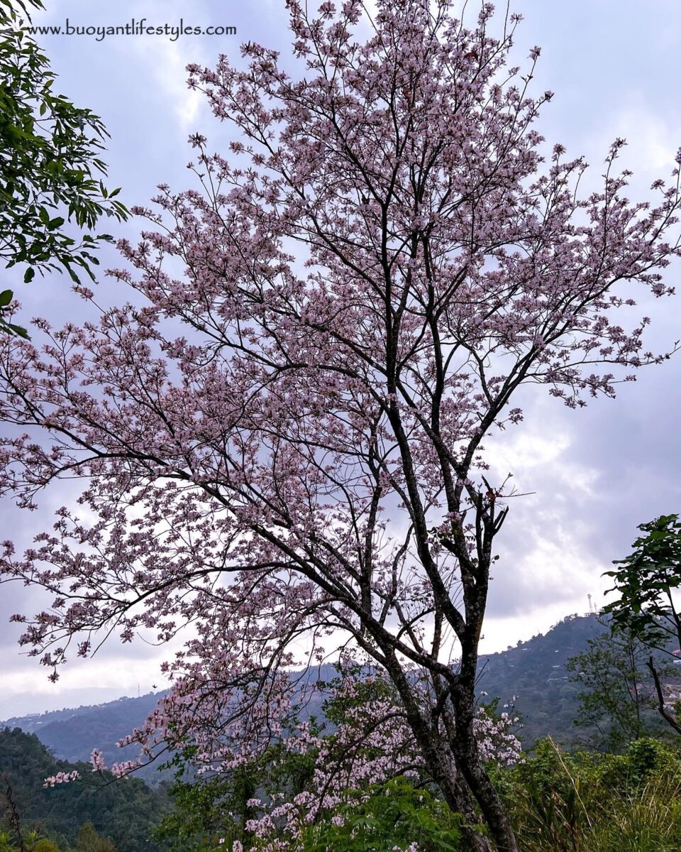 #pinforlater #shiruipeak #shirulily #shiruikashong #ukhrul #manipur + shirui peak trekking