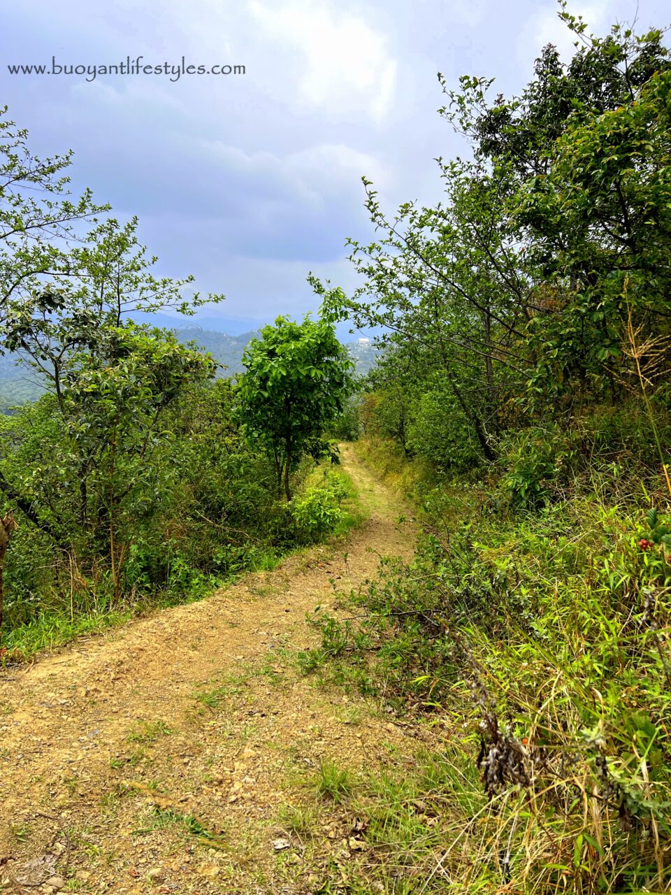 #pinforlater #shiruipeak #shirulily #shiruikashong #ukhrul #manipur + shirui peak trekking