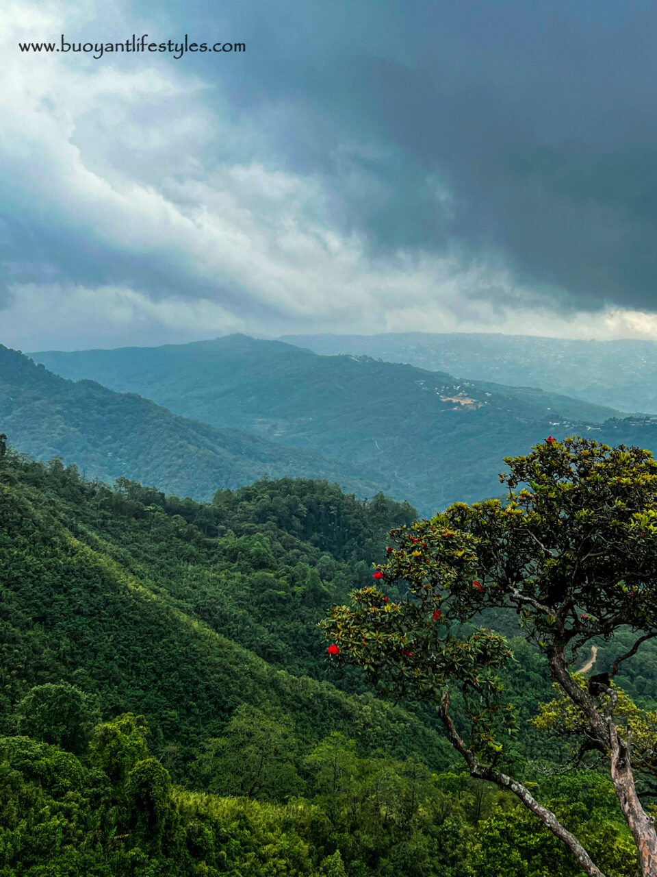 #pinforlater #shiruipeak #shirulily #shiruikashong #ukhrul #manipur + shirui peak trekking