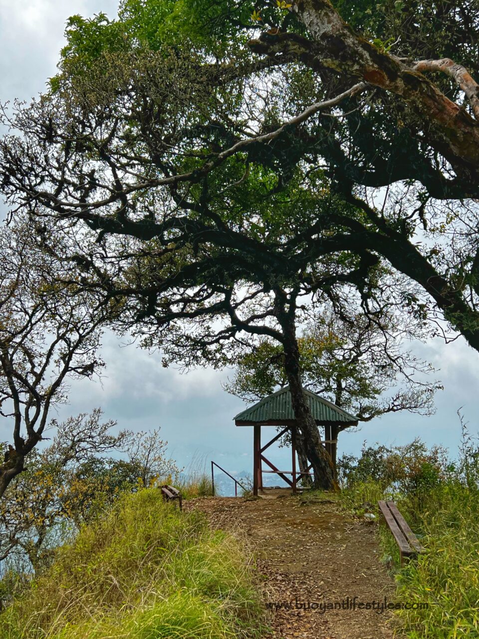 #pinforlater #shiruipeak #shirulily #shiruikashong #ukhrul #manipur + shirui peak trekking