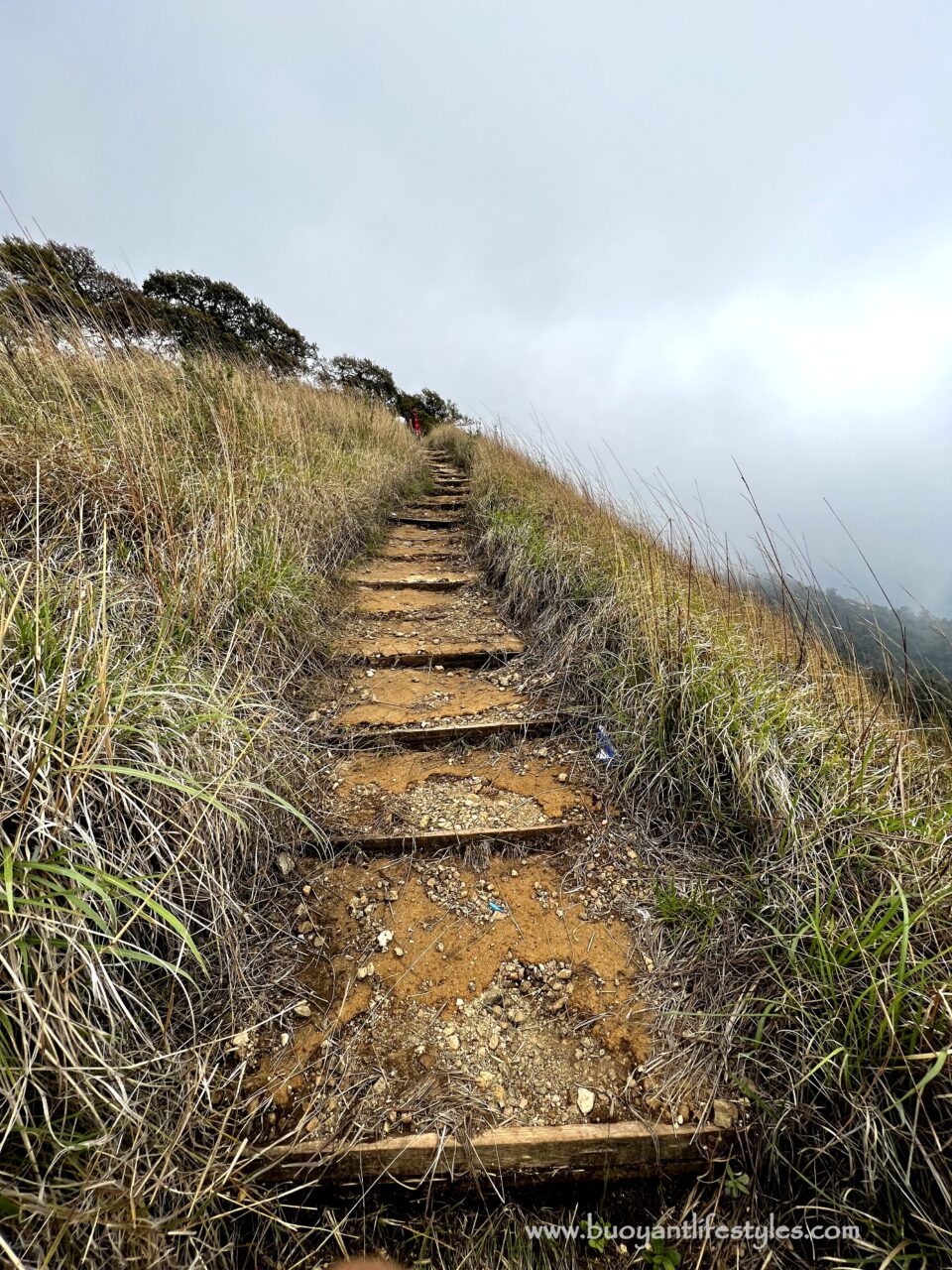 #pinforlater #shiruipeak #shirulily #shiruikashong #ukhrul #manipur + shirui peak trekking